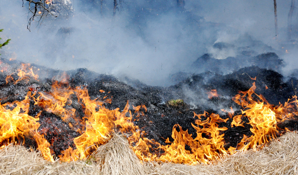 Det råder risk för gräsbränder i södra Sverige, meddelar SMHI. Arkivbild. Foto: Jørn Bærheim/NTB/TT