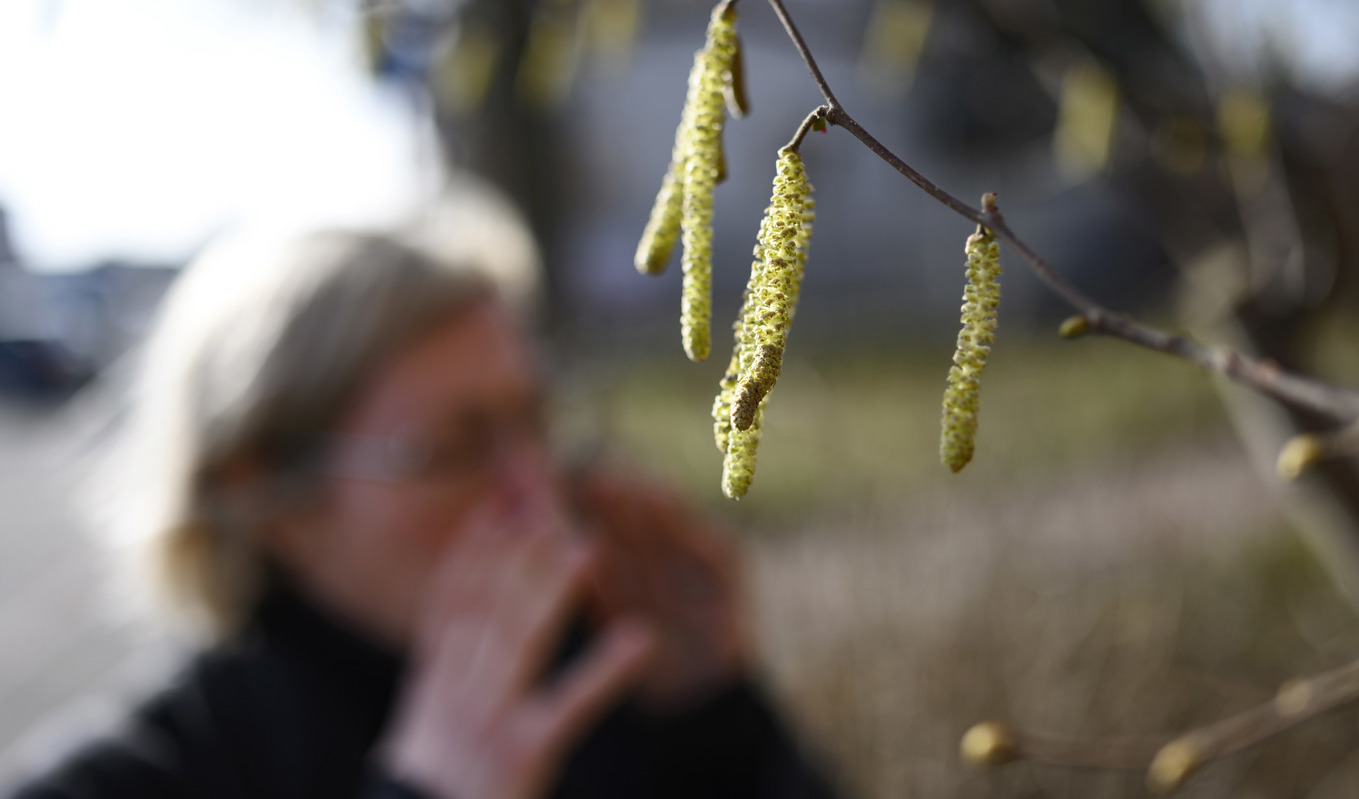 En kvinna nyser bakom hasselhängen på ett träd i Sölvesborg. Arkivbild. Foto: Johan Nilsson/TT