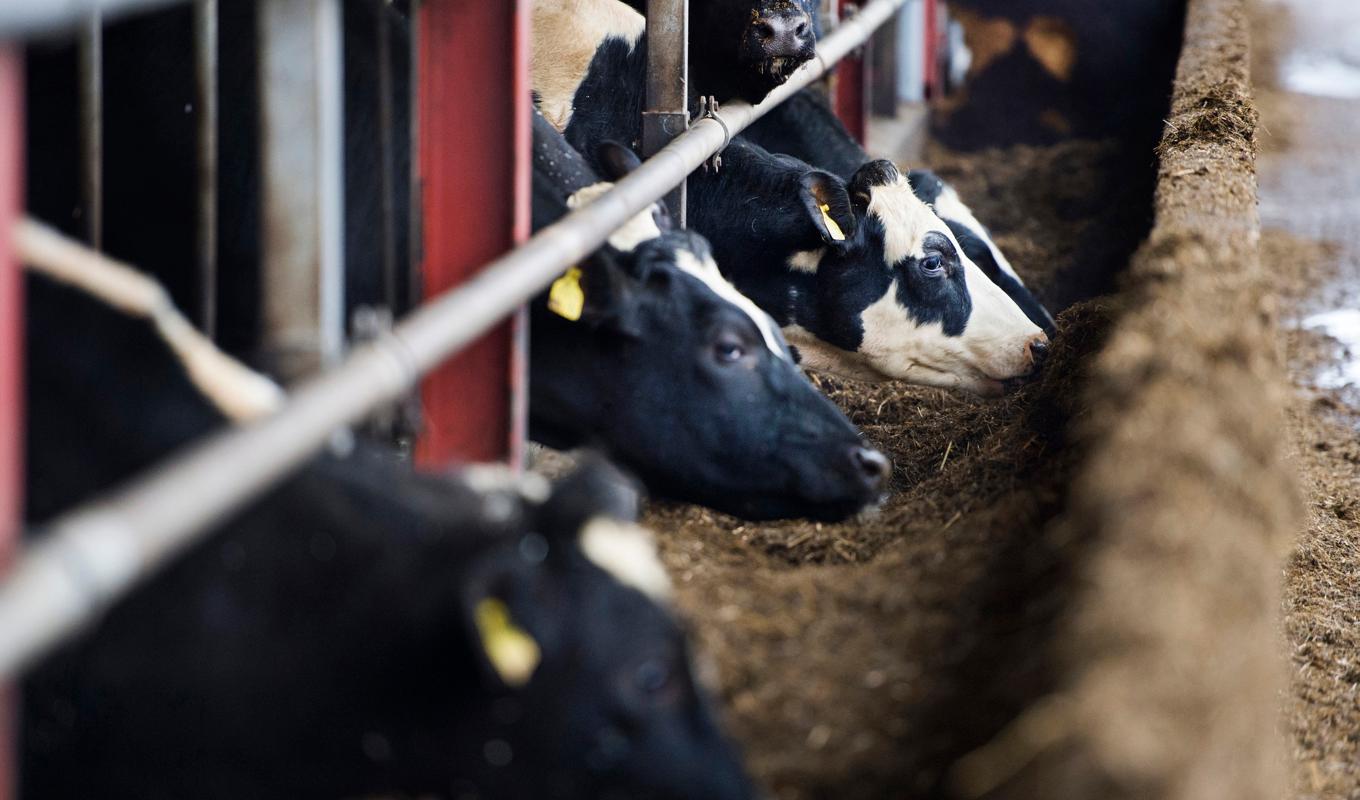 Arla drar ned på mjölkpriserna till bönderna. Arkivbild Foto: Emil Langvad/TT