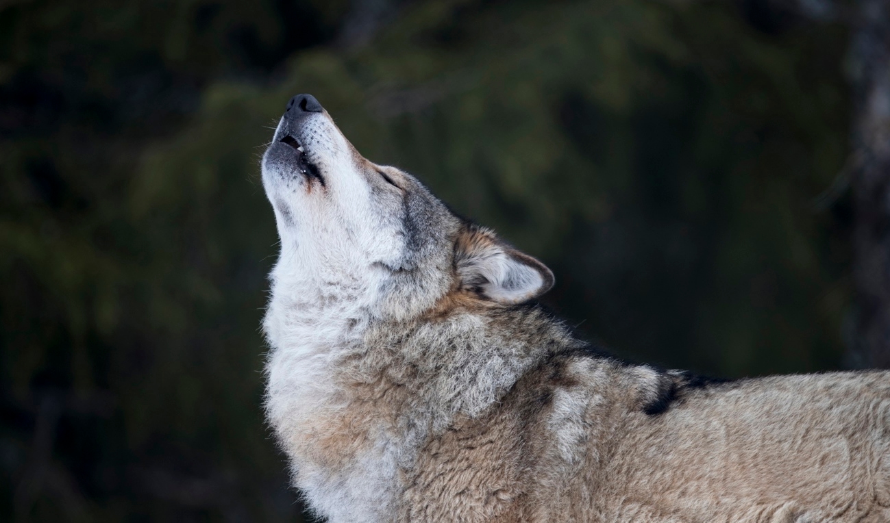 Vargstammen breder ut sig söderut, visar preliminära resultat från årets varginventering. Arkivbild. Foto: Heiko Junge/NTB/TT