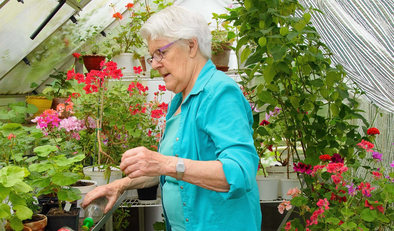 Anita Österlund i Nacka, Stockholm, har samlat på pelargoner i över 20 år. Foto: Privat