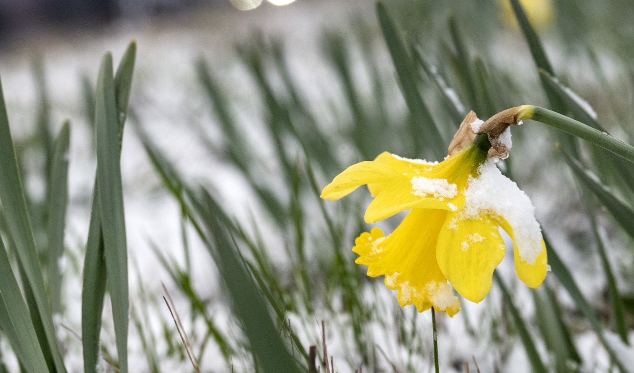 Våren låter vänta på sig i stora delar av landet. Arkivbild. Foto: Johan Nilsson/TT