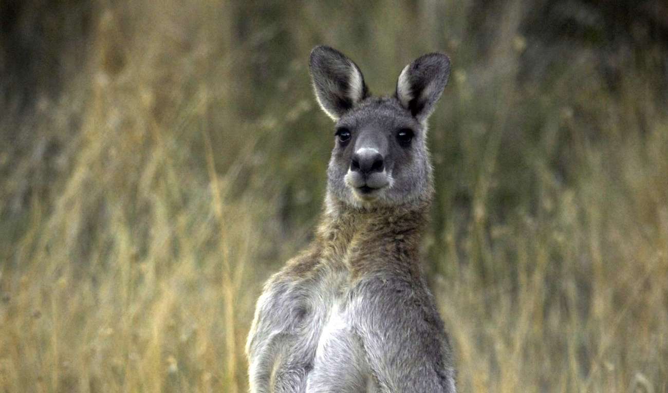 En känguru är lös i Danmark. Den här kängurun, en grå jättekänguru, bor dock i Australien och har fotograferats i ett annat sammanhang. Arkivbild. Foto: Mark Graham/AP/TT