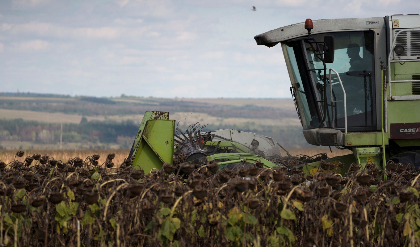 Solrosor skördas nära fronten i Donetskregionen i östra Ukraina. Arkivfoto. Foto: Leo Correa/AP/TT