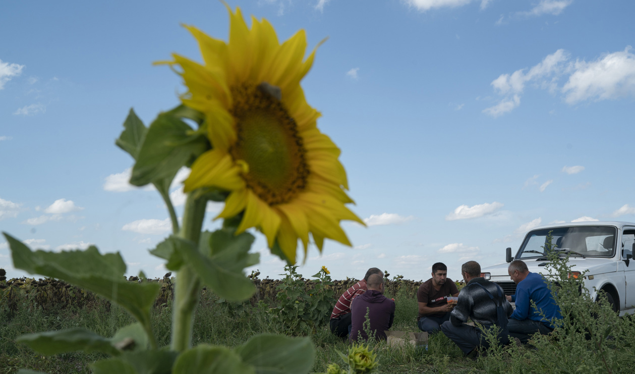 Solrosor skördas nära fronten i Donetskregionen i östra Ukraina. Arkivbild. Foto: Leo Correa/AP/TT