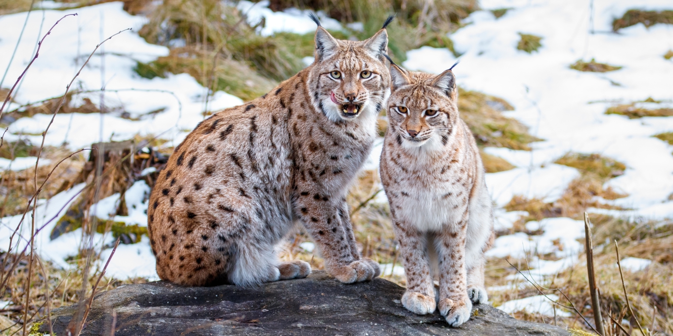 Föreningen Rovdjurens vänner menar att extra jakt bedrivs under djurens parningstid, vilket är förbjudet. Nu anmäler man jakten till EU.
Foto: Vaclav Matous