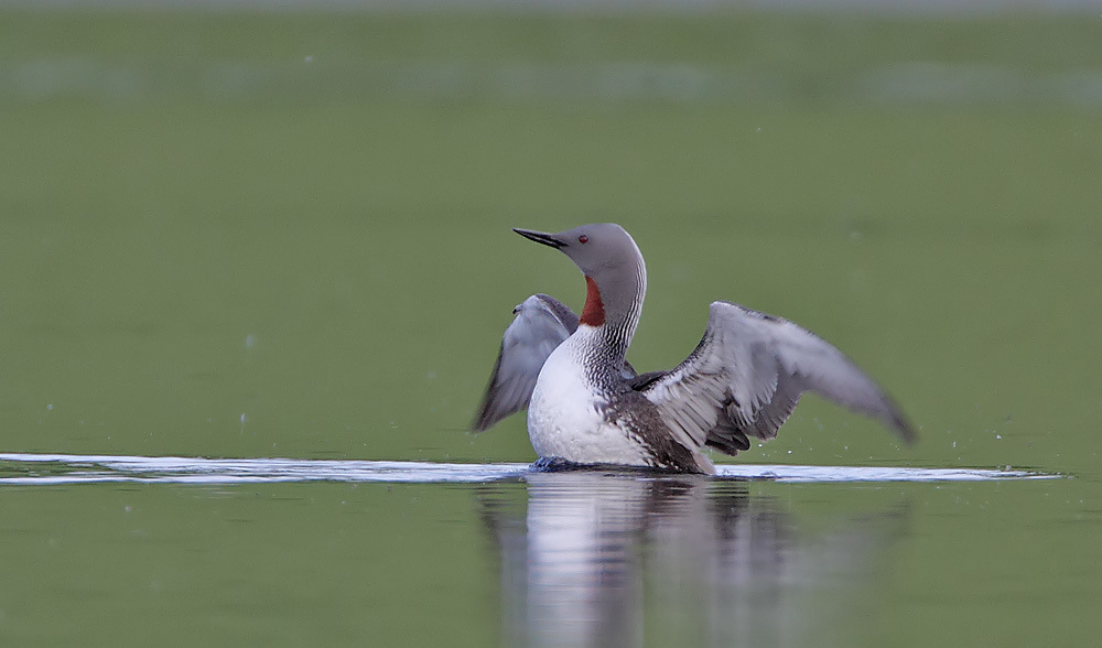 Smålommen är en fågelart som riskeras att påverkas negativt av installerad vindkraft. Foto: Foto: Steve Garvie (CC BY-SA 2.0)