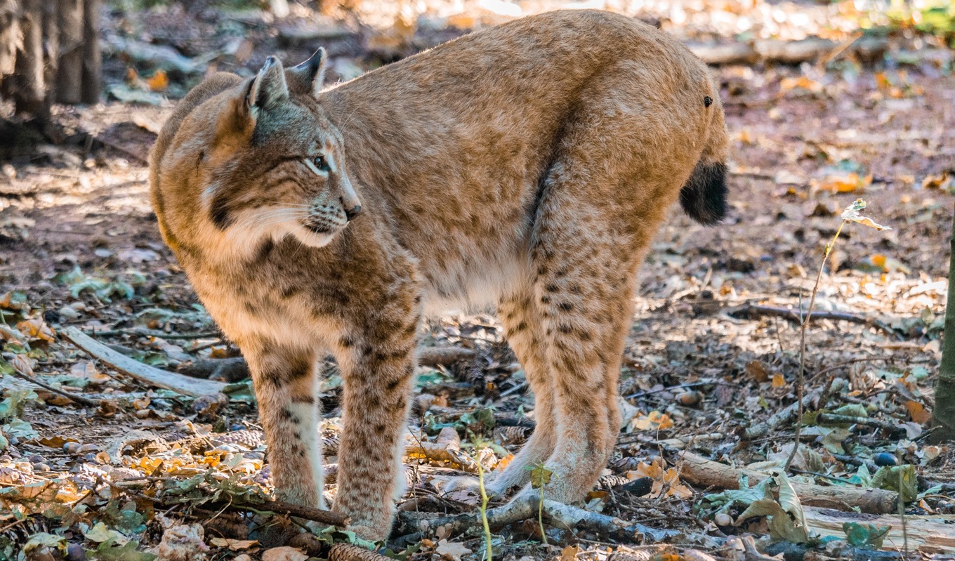 Lodjuren i Sverige mår bra, enligt en rapport från Statens veterinärmedicinska anstalt, SVA. Foto: Christel/Pixabay