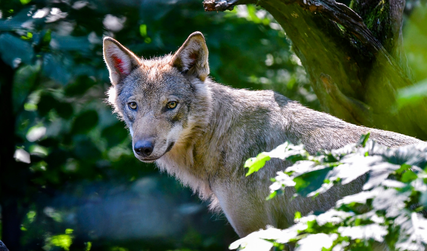 På bilden en varg på Skansen. Arkivbild. Foto: Jonas Ekströmer/TT