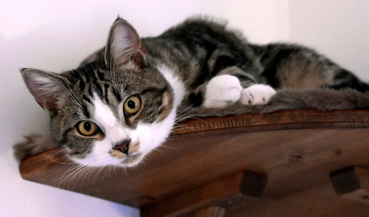 På söktjänsten kan den som har tillgång till kattens chipnummer eller tatuering söka ägaren till en bortsprungen katt. Arkivbild. Foto: Janerik Henriksson/TT