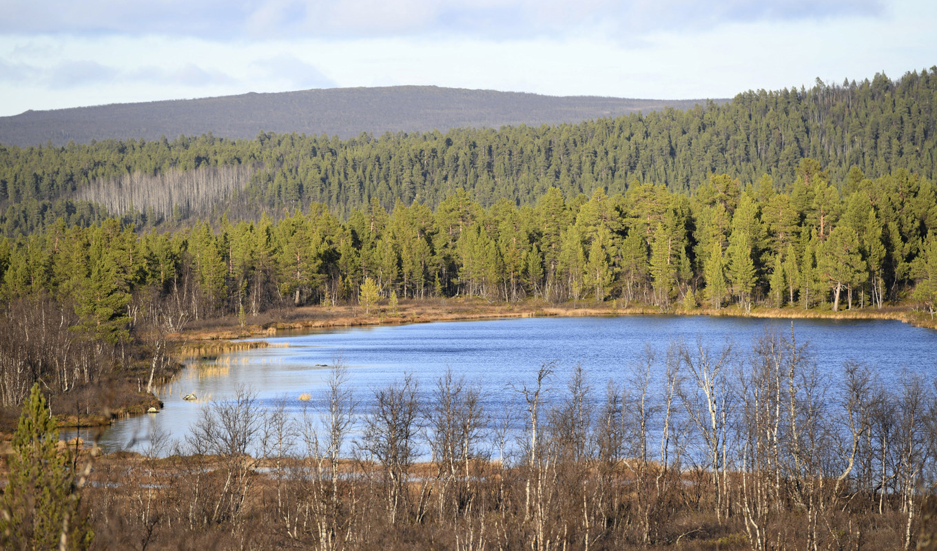 Skyddsvärda skogar. Arkivbild. Foto: Fredrik Sandberg/TT