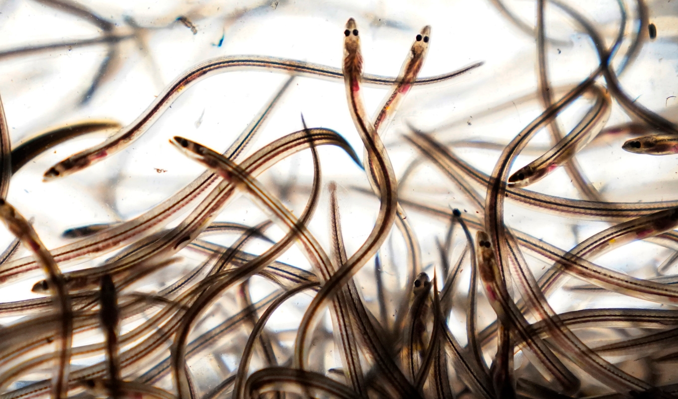 Ålbeståndet är bedömt som akut hotad. På bilden ålyngel, även kallade glasål. Arkivbild. Foto: Robert F Bukaty/AP/TT