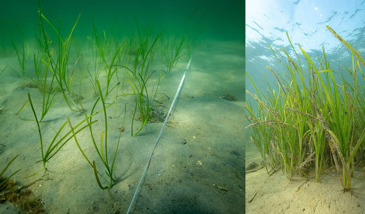 I en havsvik vid Gåsö strax väster om Skaftö i Bohuslän har forskare restaurerat ålgräsängar och sett djurlivet återkomma. Foto: Eduardo Infantes/Göteborgs universitet/TT