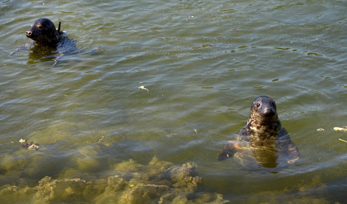 Flera sälar har skjutits i Stockholms skärgård. Arkivbild. Foto: Janerik Henriksson / TT
