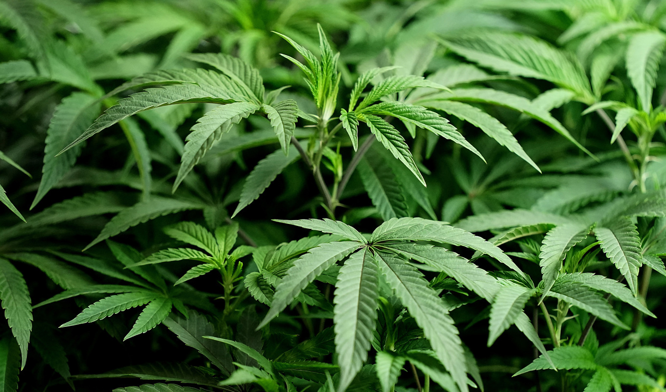 Cannabisodlarna var åtalade för synnerligen grovt narkotikabrott, men dömdes för grovt narkotikabrott. Arkivbild Foto: Charlie Riedel/AP/TT