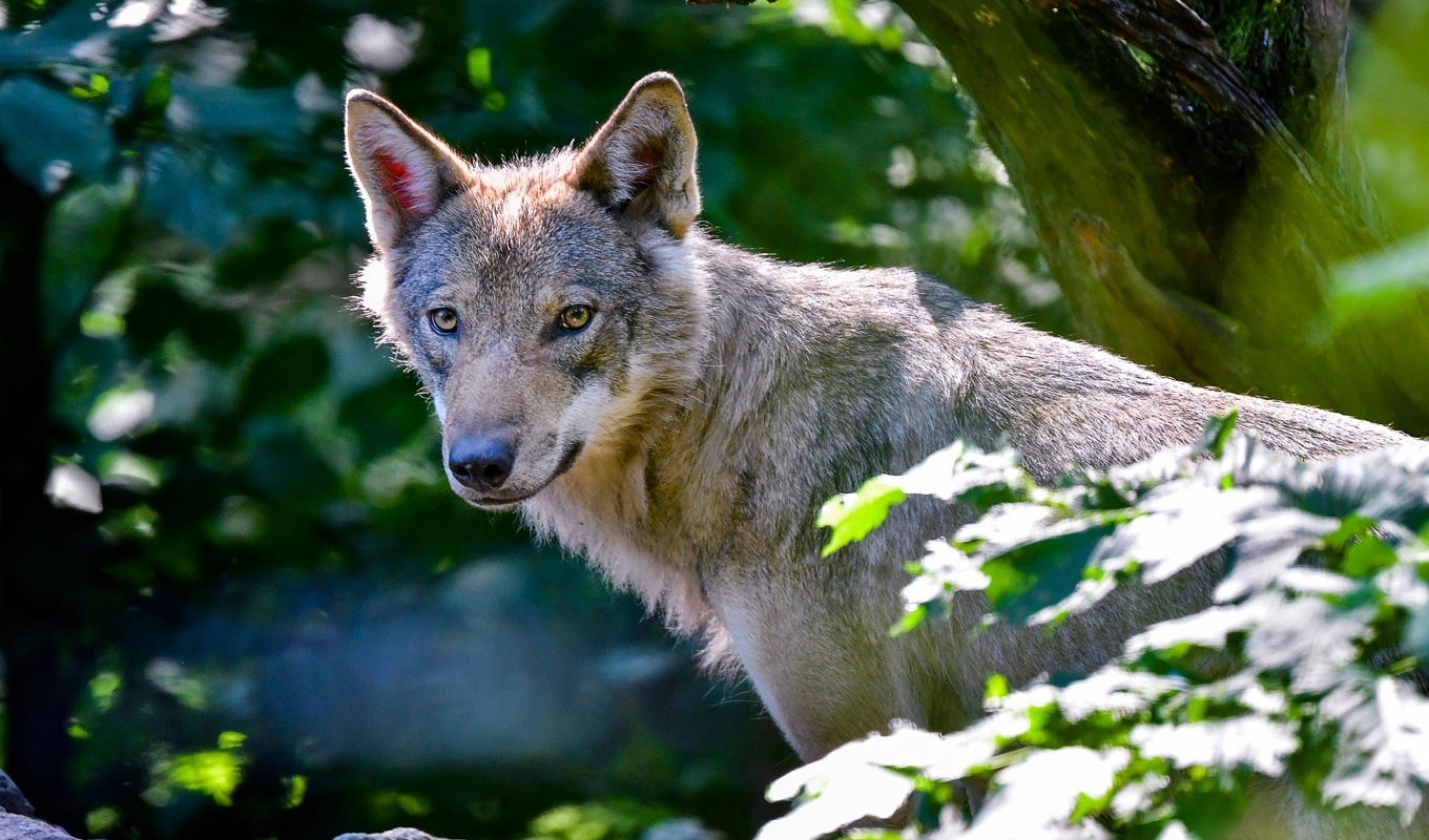 Antalet vargar har ökat snabbt i Västra Götaland. Arkivbild. Foto: Jonas Ekströmer/TT