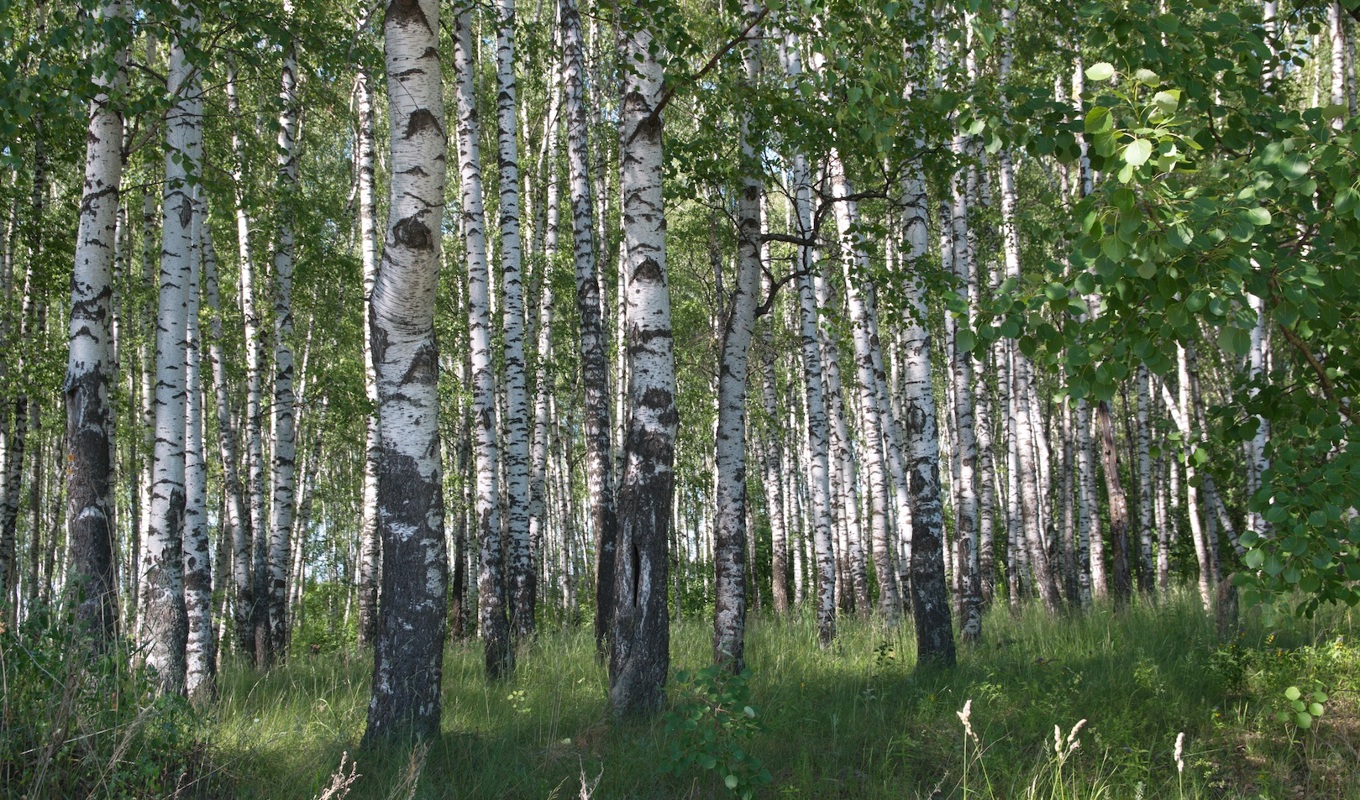 Näver är ett traditionellt slöjdmaterial och flera projekt är på gång för att stärka den svenska näverproduktionen. Foto: Shutterstock.