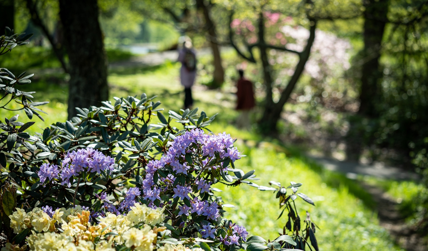 I rododendrondalen finns ett 70-tal olika arter och fler än 100 sorter rododendron. Blomningen hos vissa kan börja redan i slutet av mars. Foto: Sofia Drevemo