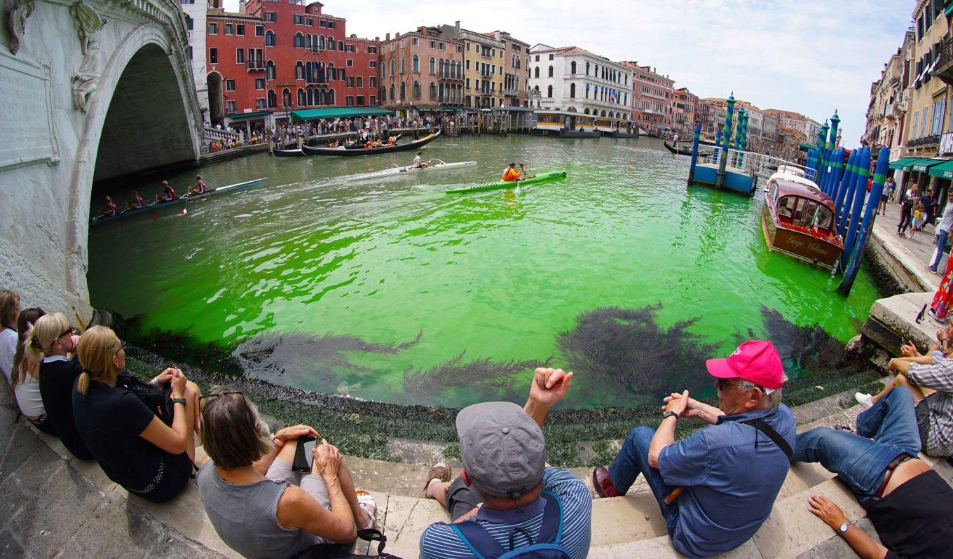 Grönt vatten i Canal Grande i Venedig den 28 maj. Foto: Stringer/ANSA/AFP via Getty Images