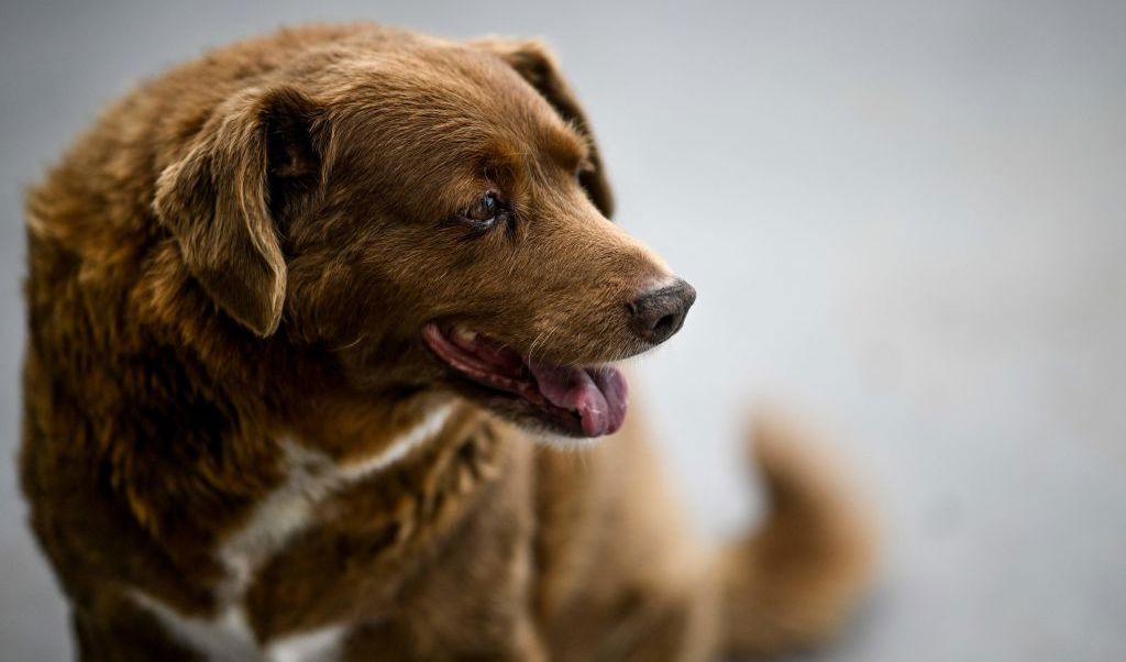 Bobi, världens äldsta hund, föddes i Leira, Portugal, den 11 maj 1992. Foto: PATRICIA DE MELO MOREIRA/AFP via Getty Images