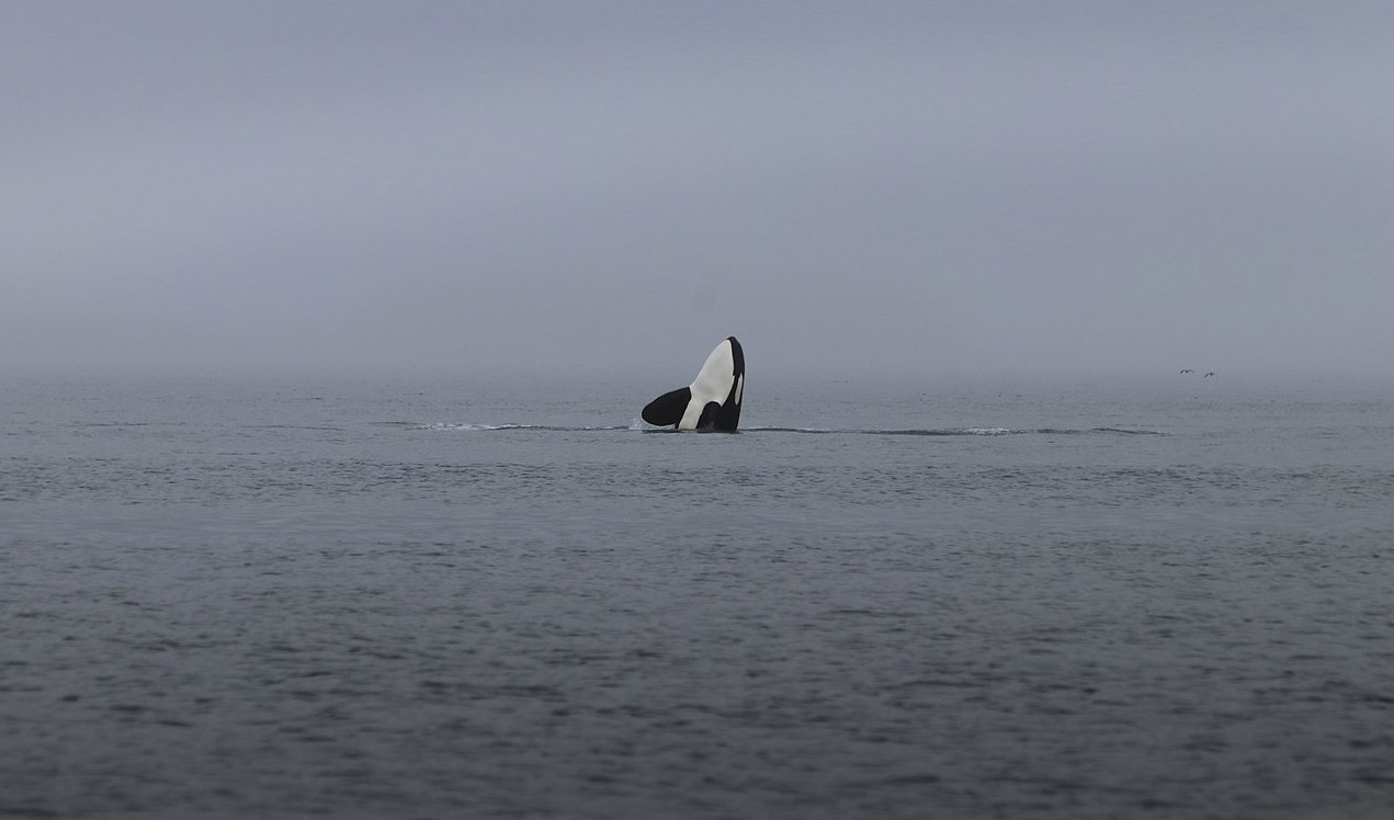 En död späckhuggare anträffades i Sotenäs på Västkusten. Foto: Buiobuione (CC BY-SA 4.0)