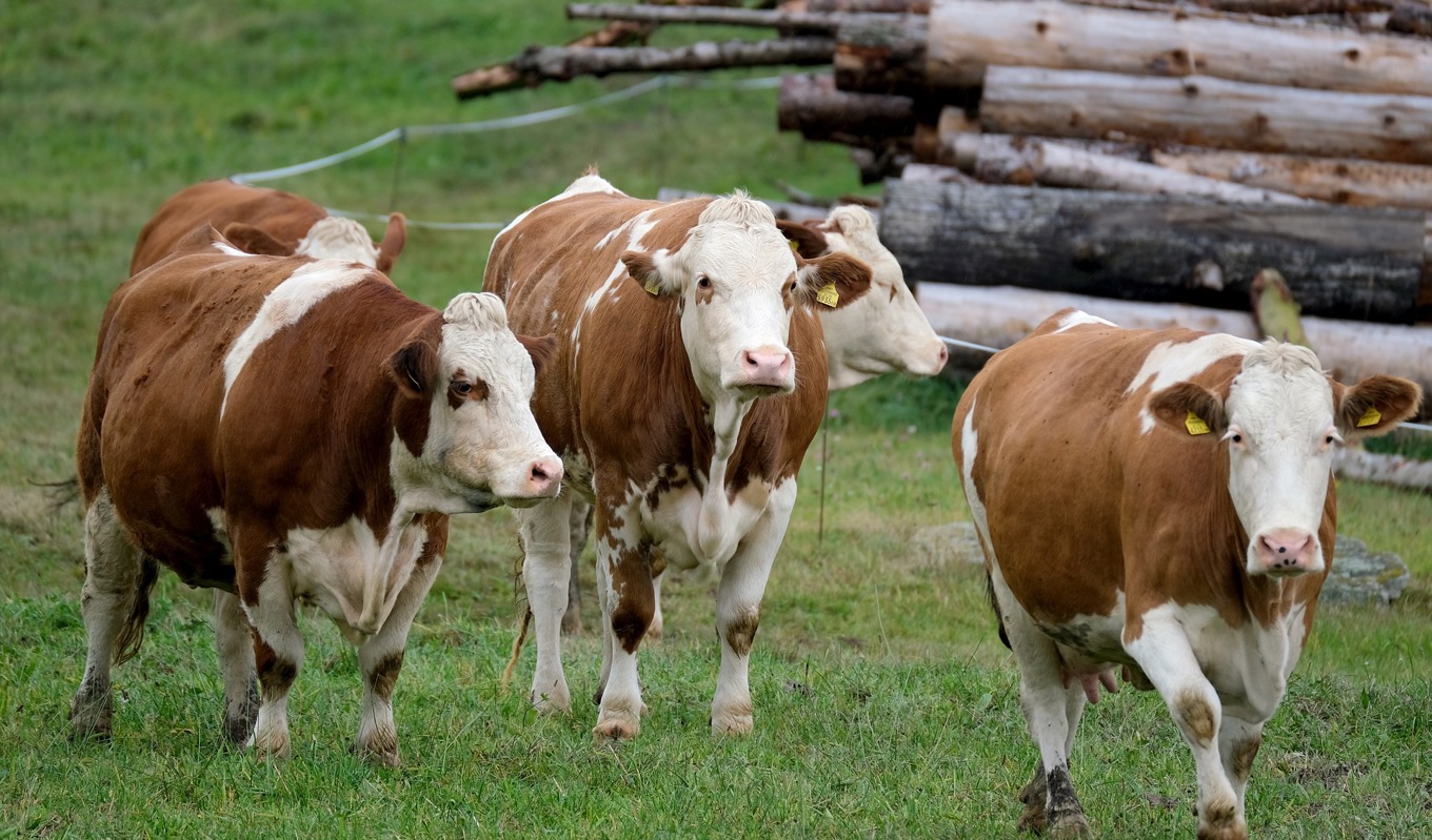 Irlands regering planerar att slakta uppemot 200 000 mjölkkor för att uppnå landets klimatmål. Foto: Nicky Pe