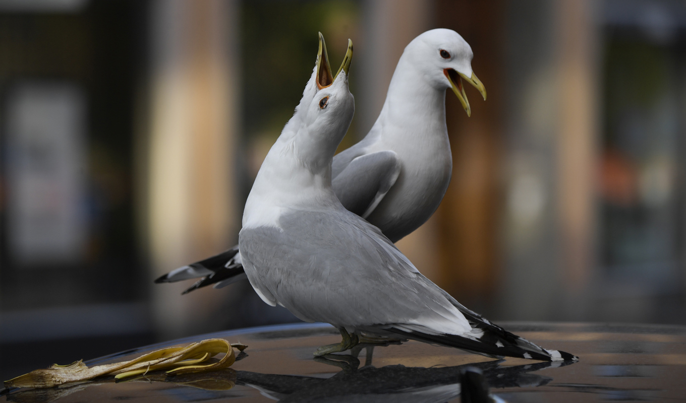 Fiskmåsarna på sjukhusets tak riskerar att orsaka ett helikopterhaveri. Arkivbild. Foto: Janerik Henriksson/TT