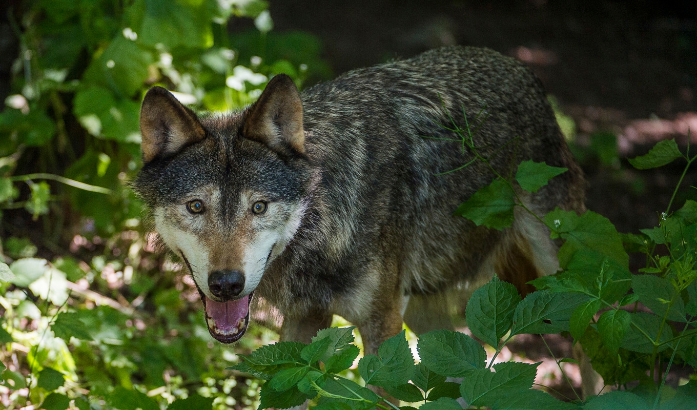 Flera vargattacker har skett i Sjuhärad. Arkivbild. Foto: Jonas Ekströmer/TT