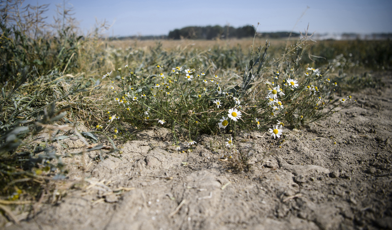 Torkan oroar Sveriges lantbrukare. Arkivbild. Foto: Erik Simander/TT