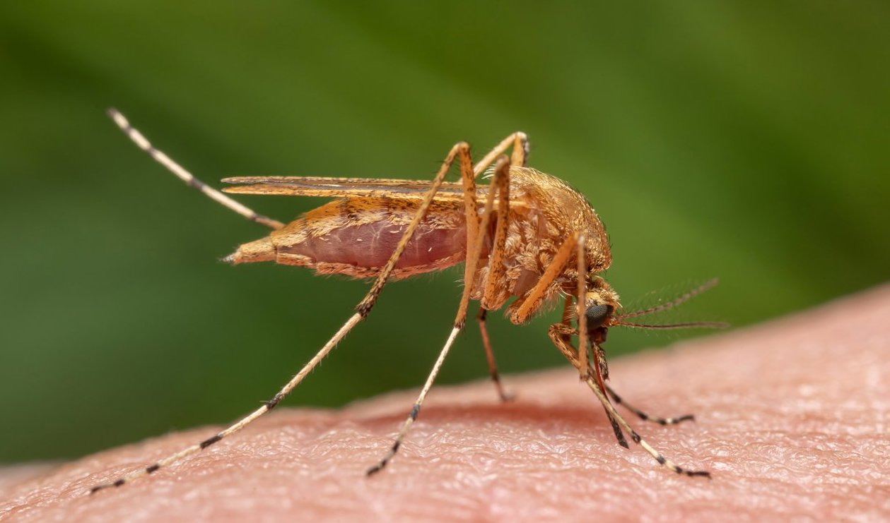 Guldtömyggan påträffades i Uppsala i förra veckan. Foto: Anders Lindström/SVA