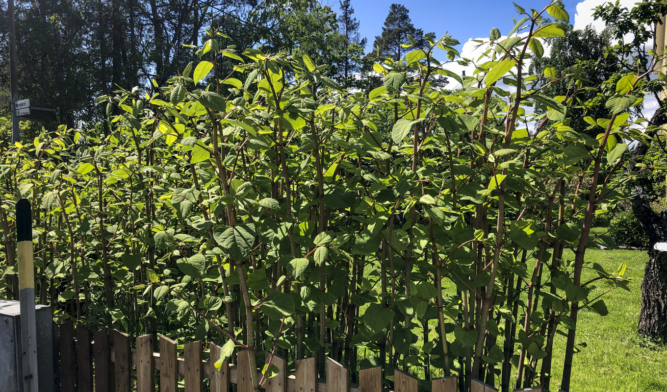Blomsterlupinen är en av 41 invasiva arter som Naturvårdsverket och Havs- och vattenmyndigheten vill förhindra. Foto: Helena Landstedt/TT