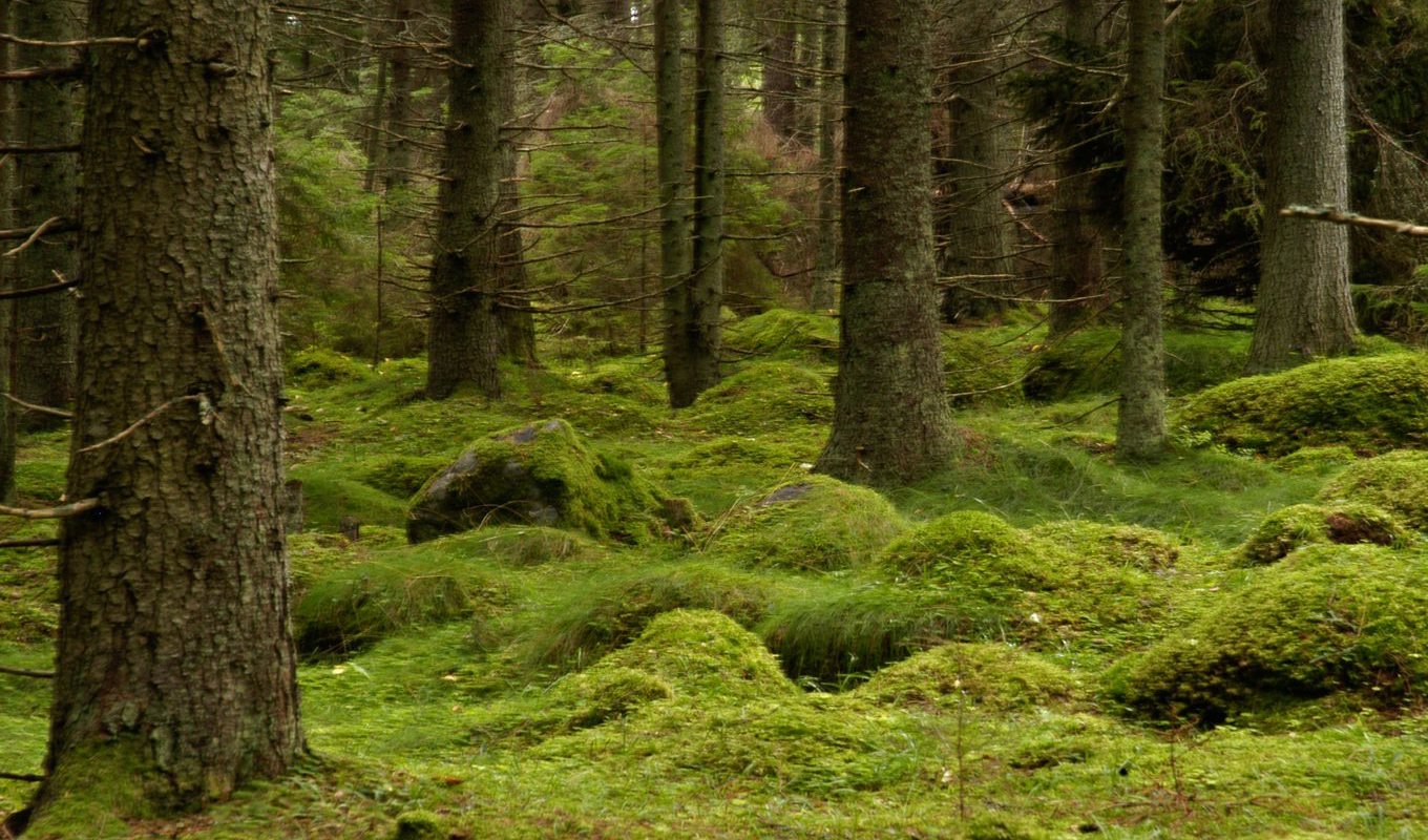 Skogsägare ska enligt ett förslag uppmuntras att biotopskydda större ytor än i dag. Arkivbild. Foto: Hasse Holmberg/TT