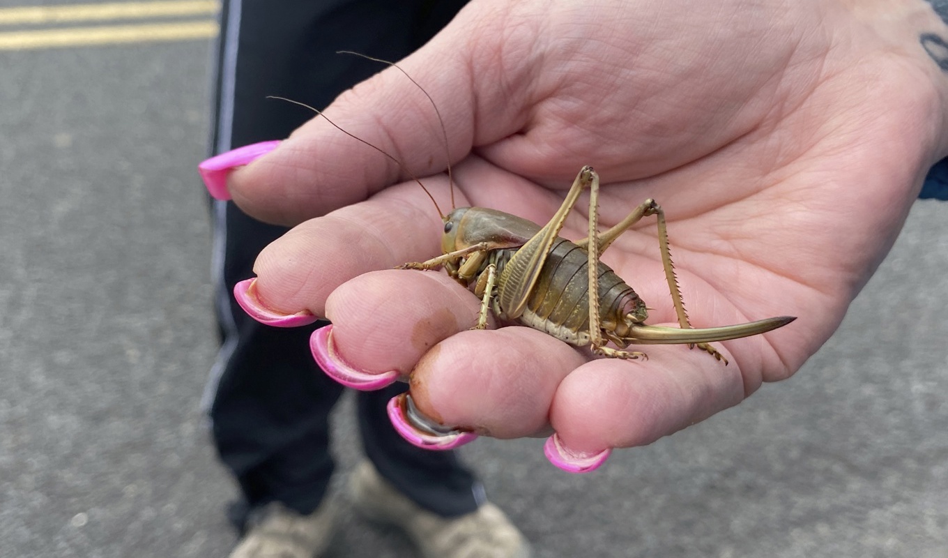 Mormonsyrsor flyger inte, utan tar sig fram genom att gå eller hoppa. Arkivbild. Foto: Claire Rush/AP/TT