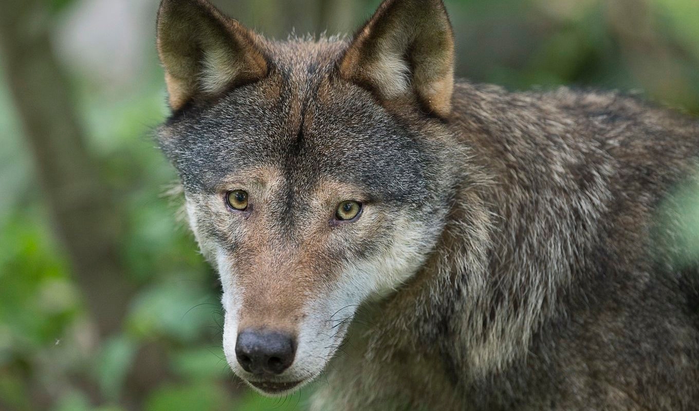 Länsstyrelserna i mellersta och södra Sverige ska utreda om licensjakt på varg är möjlig och fatta beslut senast 1 oktober. Arkivbild. Foto: Jonas Ekströmer/ TT