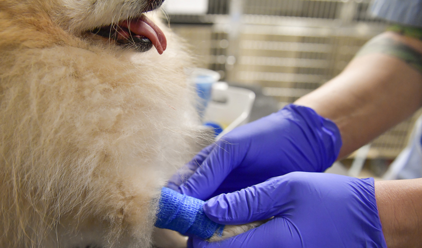En veterinär skrev ut läkemedel till sin hund – men använde den själv. Arkivbild. Foto: Jonas Ekströmer/TT