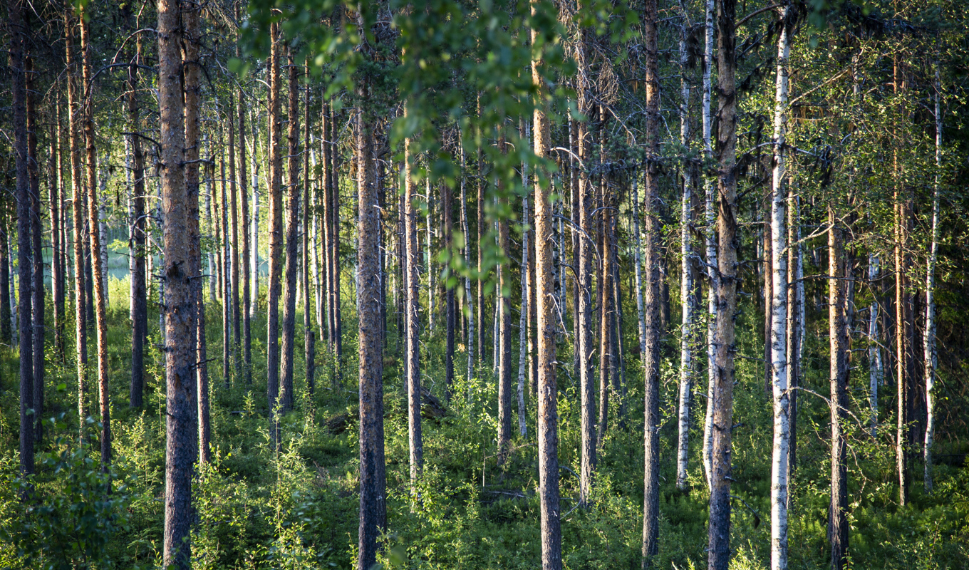 En lag om restaurering av natur har fått tummen upp. Arkivbild. Foto: Helena Landstedt/TT