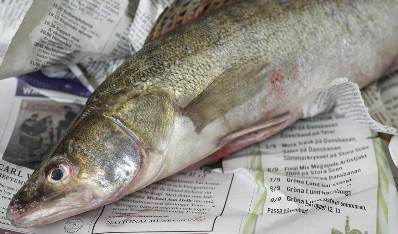 Vuxna bör inte äta svenskfångad gös så ofta, för att inte riskera att få i sig för höga PFAS-halter, enligt Naturskyddsföreningen. Arkivbild. Foto: Leif R Jansson /TT