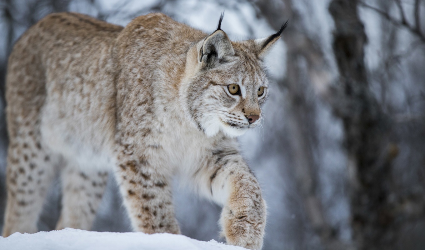 Ett lodjur i en djurpark i Norge. Arkivbild. Foto: Heiko Junge/NTB Scanpix/TT