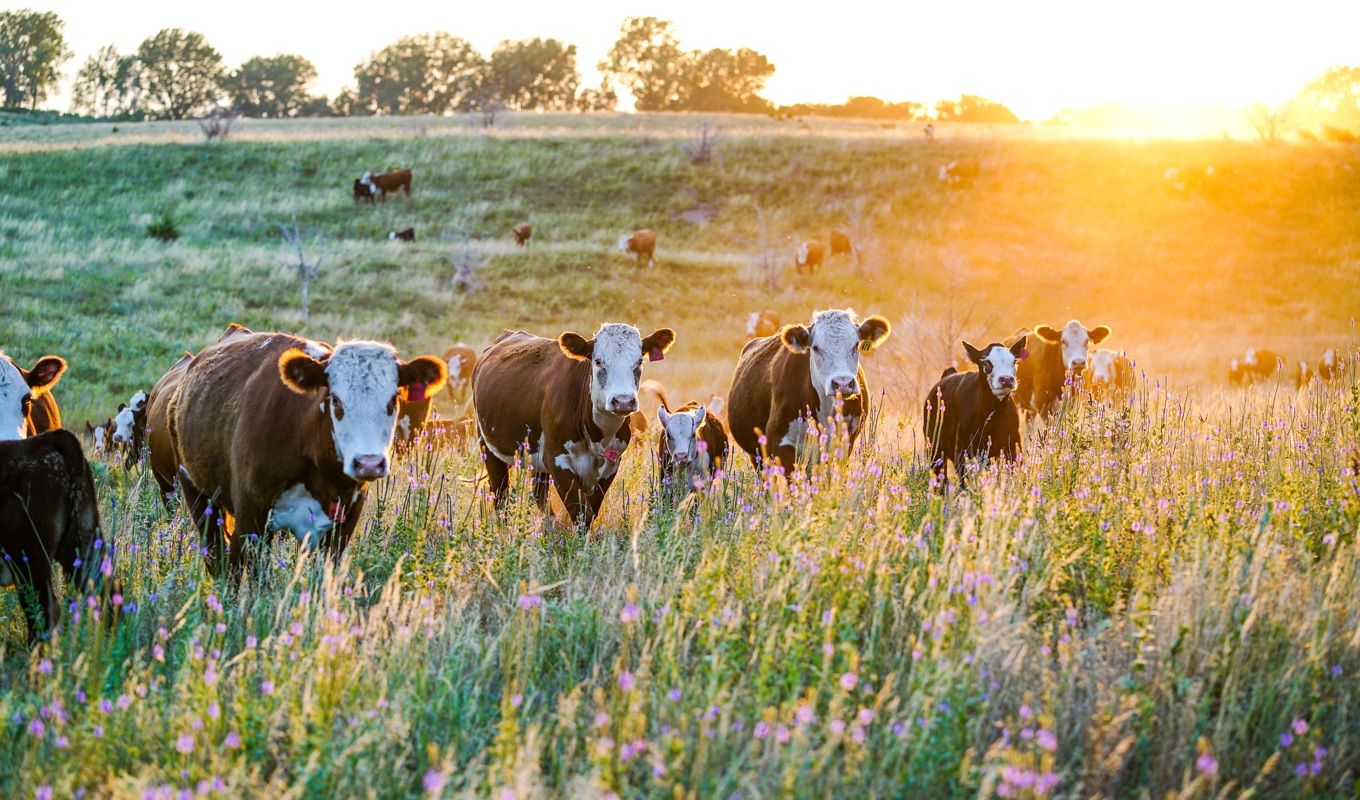 Under tusentals år har floran anpassat sig till miljön som skapats på betesmarker och slåtterängar. I modern tid har denna typ av miljöer minskat drastiskt. Foto: Shutterstock.
