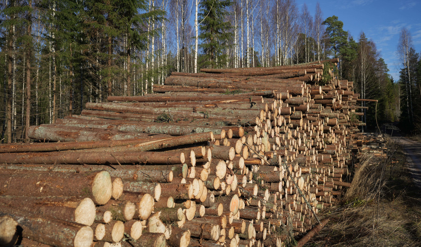 En vanlig syn längs vägkanterna vid skogsvägar. Frågan är om detta är ett tecken på ett sunt skogsbruk, eller en ansvarslös skogsskövling. Foto: Alessandro Rampazzo/Getty Images