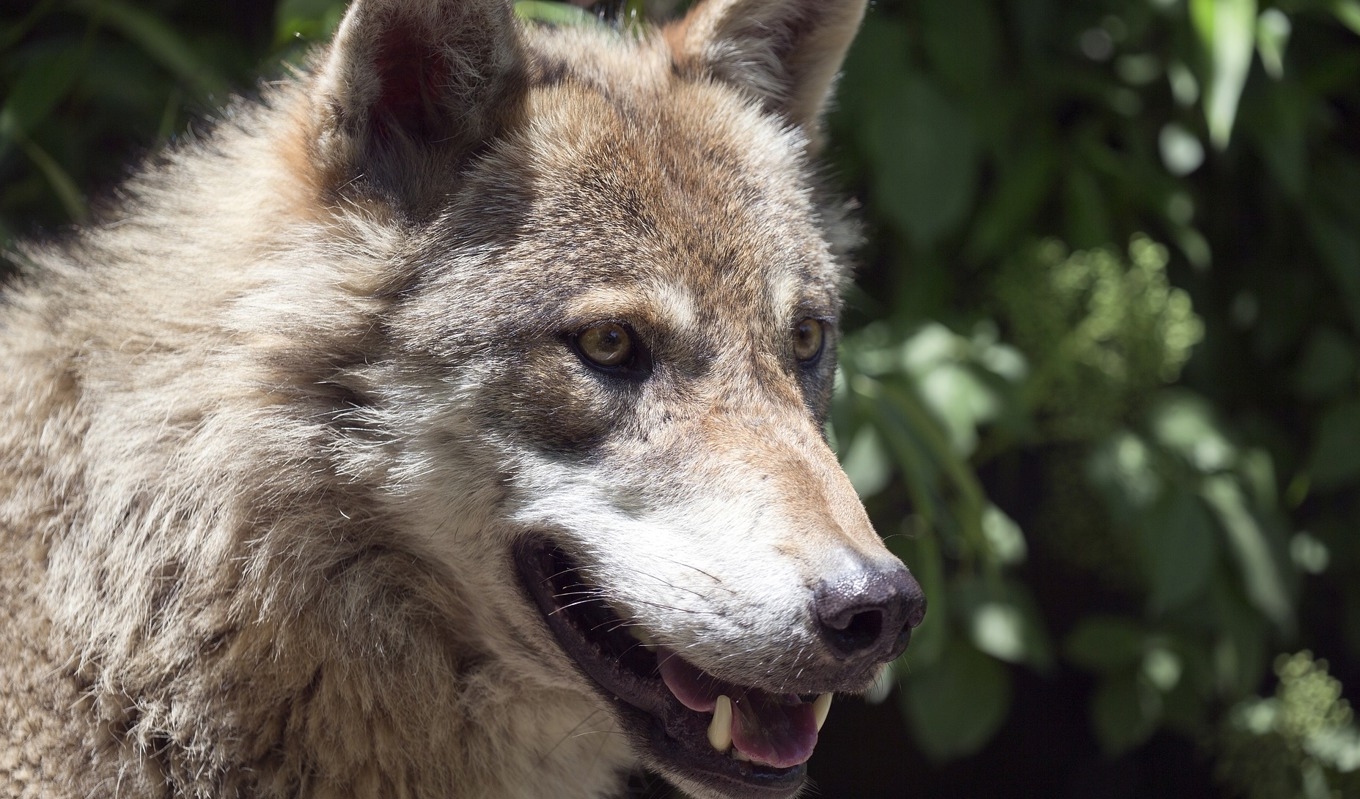 En varg angrep flera får i Bredared i Västra Götaland. Foto: Ron Porter