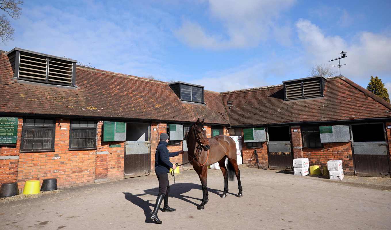 Forskare har hittat ett potentiellt läkemedel mot artros hos hästar och kanske även hos människor. I studien blev hästarna helt av med hältan och förblev ohalta.Foto: Adrian Dennis/AFP via Getty Images