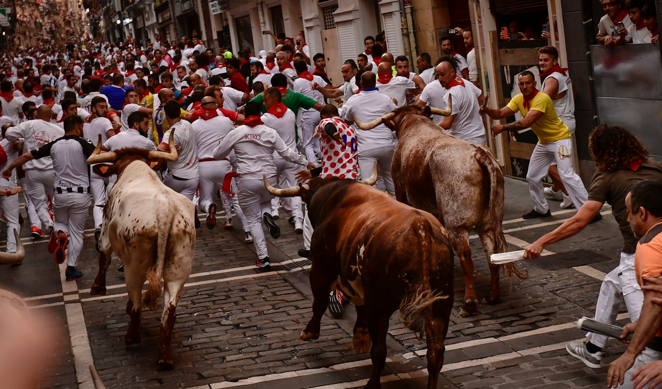 Deltagare i San Fermin-festivalens tjurrusning försöker undvika att bli stångade av tjurarna. Arkivbild. Foto: Alvaro Barrientos/AP/TT