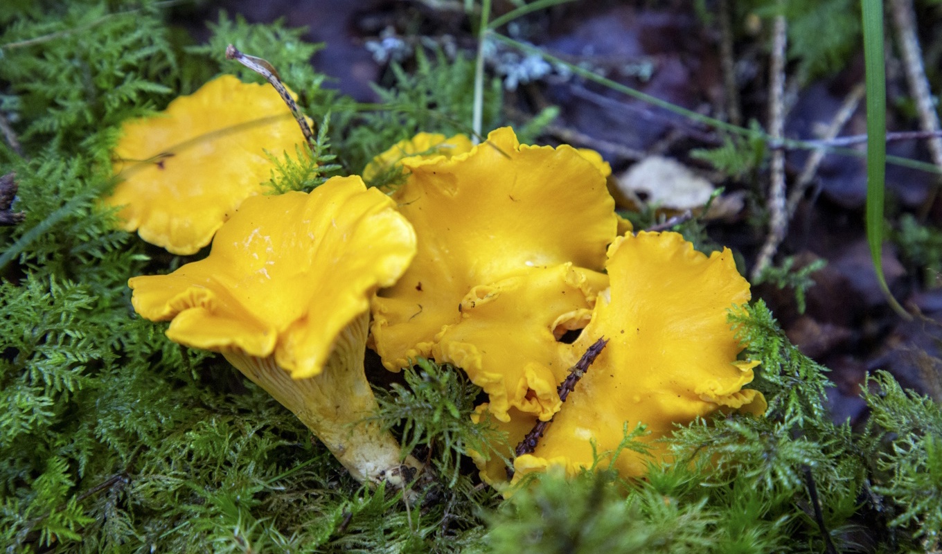 Herr Kantarell väntar redan i skogen. Arkivbild. Foto: Martina Holmberg / TT