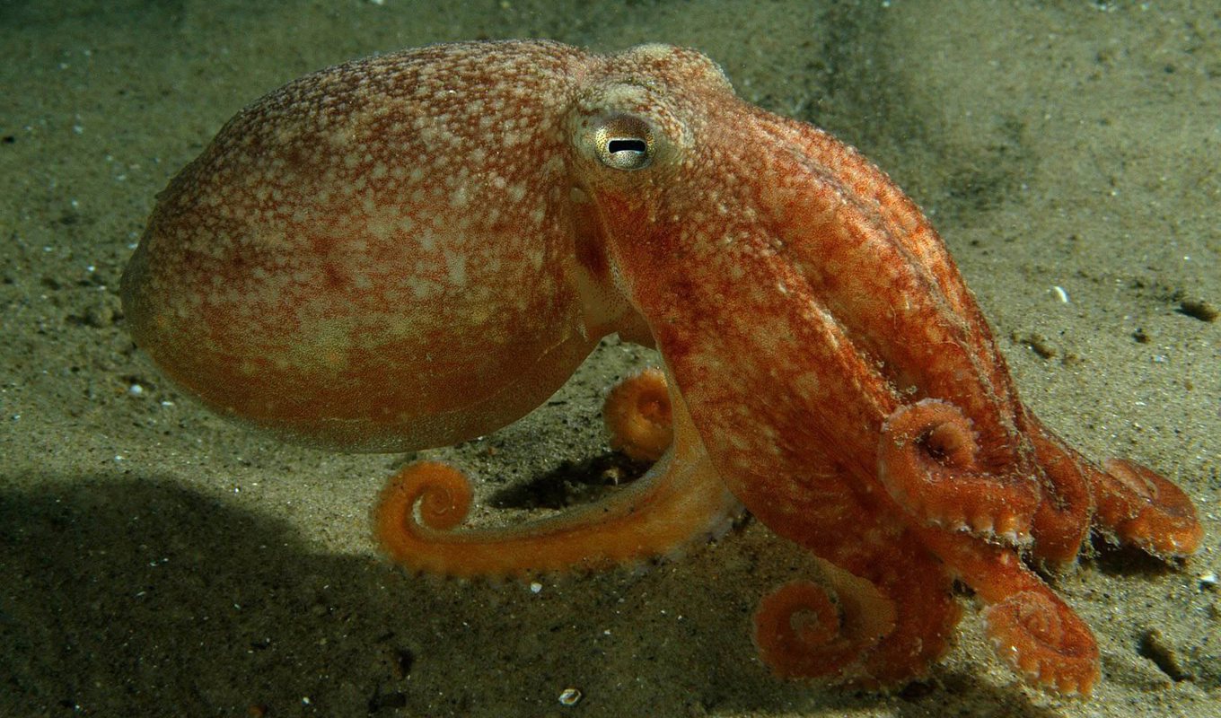 En åttaarmad bläckfisk fotograferad i Nordsjön. Arkivbild. Foto: Sebastian Valanko/Greenpeace/TT