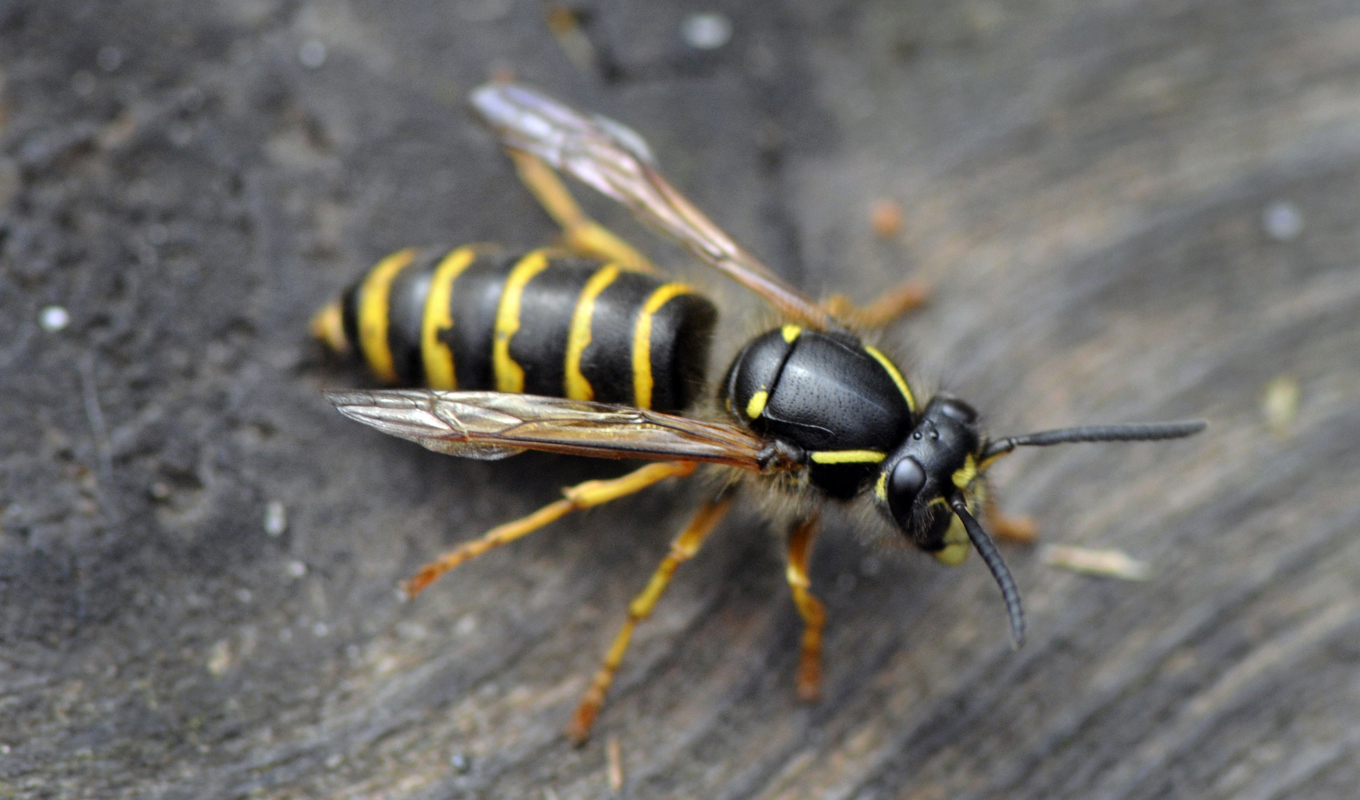 Blandningen av värme och regn är en förklaring till getingökningen i år, enligt skadedjursexperten Jörgen Schroeder. Arkivbild. Foto: Hasse Holmberg/TT
