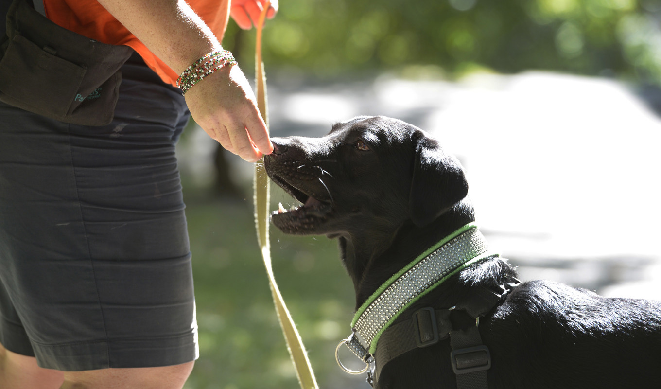Utekatter är svåra att stänga in, men hundar bör hållas kopplade i högriskområden. Arkivbild. Foto: Janerik Henriksson/TT