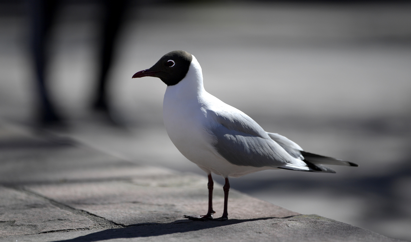 En fågel smittad med fågelinfluensa har hittats i Eskilstuna. Arkivbild. Foto: Janerik Henriksson/TT