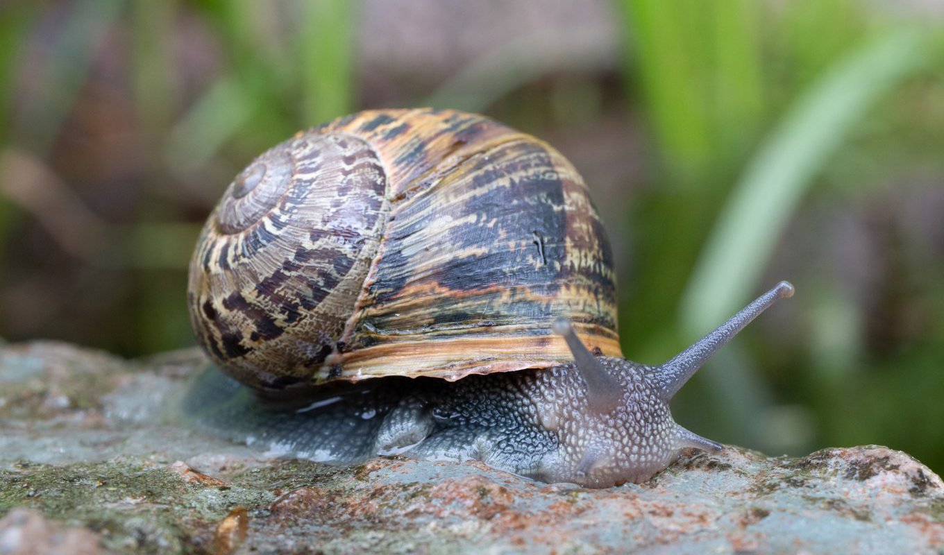 Fläckig vinbergssnäcka. Arkivbild. Foto: Jonas Roth/TT