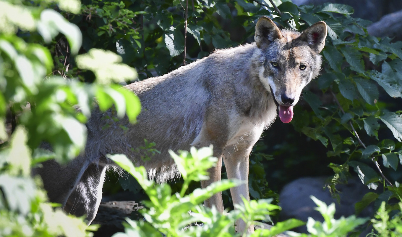 Sju får har dödats i en vargattack i Kristianstads kommun. Arkivbild. Foto: Jonas Ekströmer/TT